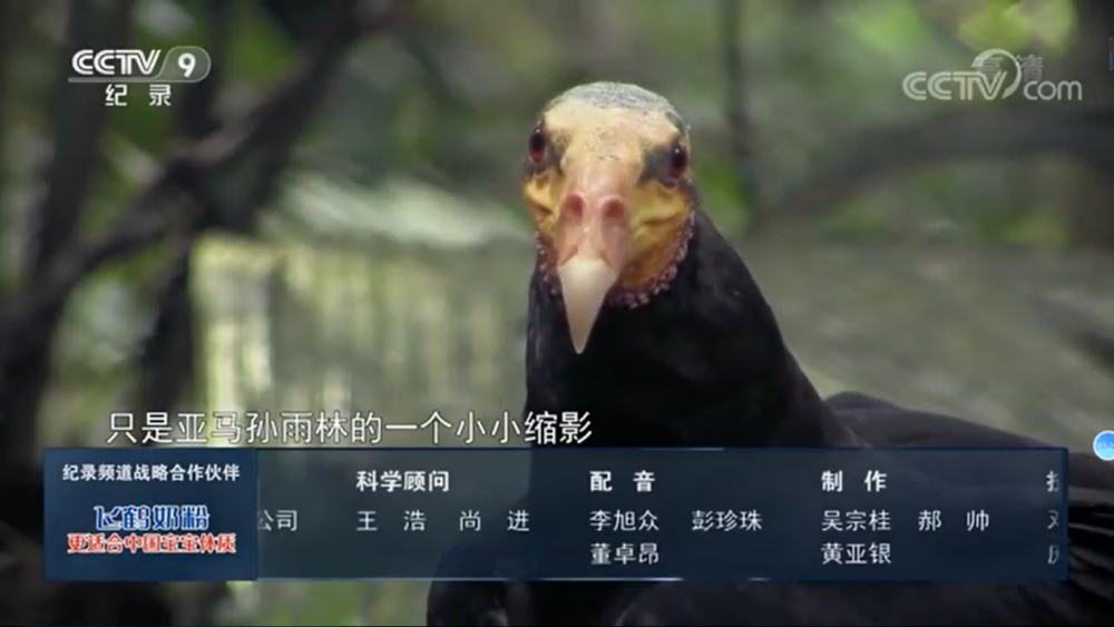 李煦众配音纪录片作品《丛林中的狩猎者》央视播放截图